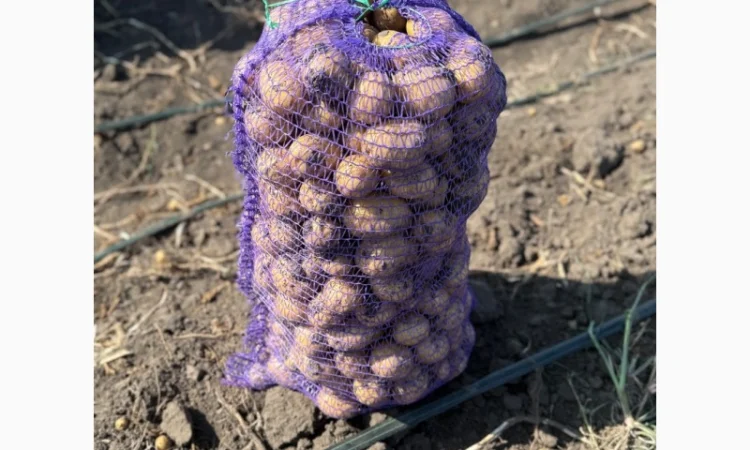 Товарна картопля сорт Гала на продаж - фото № 2