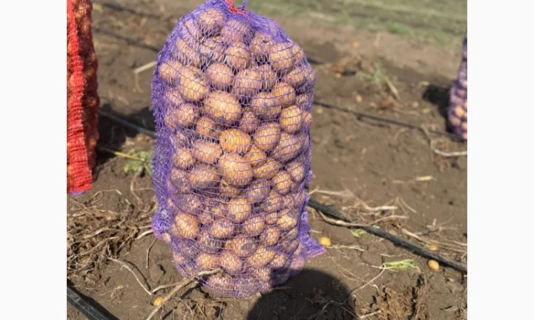 Товарна картопля сорт Гала на продаж - фото № 3