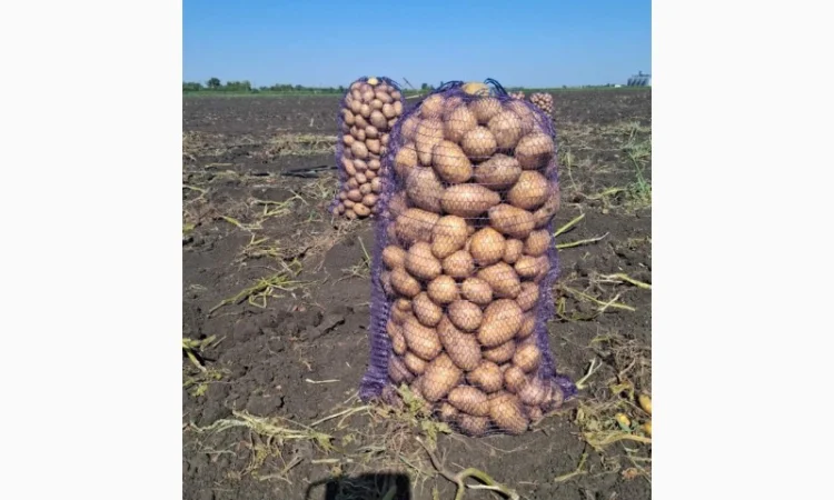 Картопля сорт Сорая оптом на продаж - фото № 1