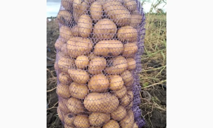 Картопля сорт Сорая оптом на продаж - фото № 2