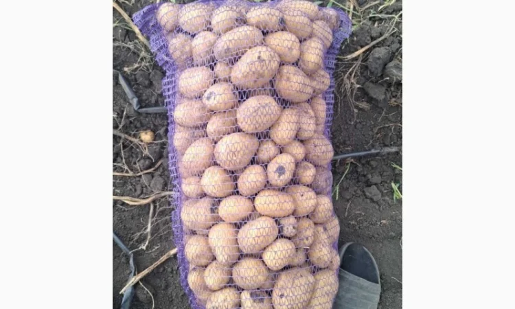 Картопля сорт Сорая оптом на продаж - фото № 3