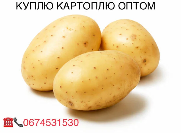 Купівля картоплі оптом - фото № 1