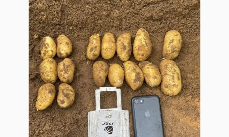 Продаж картоплі з Польщі - фото № 2