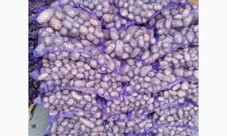 Продаж картоплі з Польщі - фото № 6