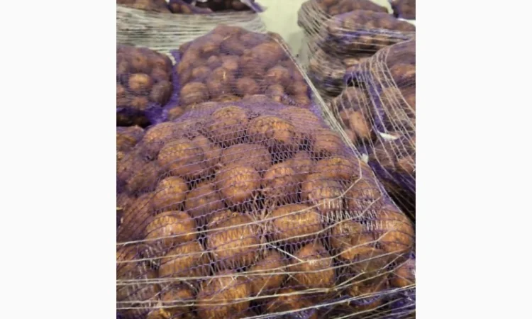 Продаж картоплі з Польщі - фото № 7