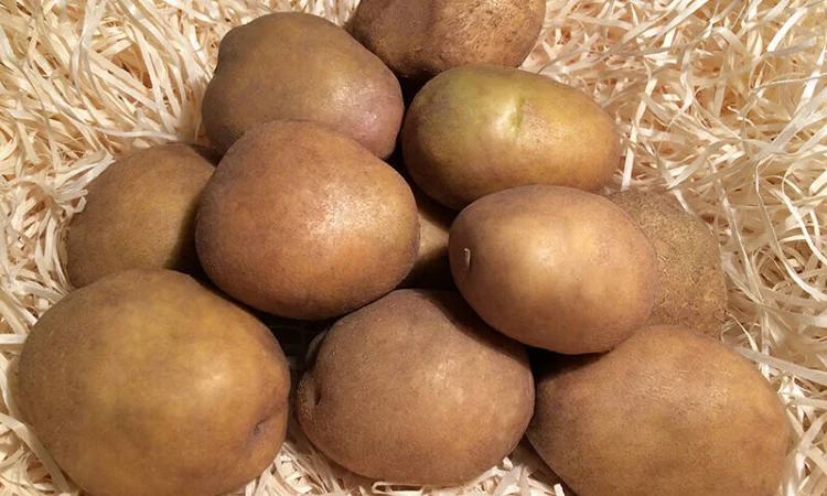 Закупівля картоплі оптом у Києві - фото № 1