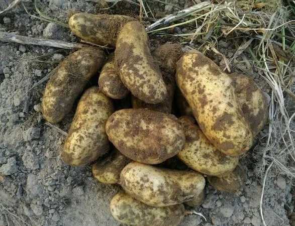 Картофель Киранда для ранней посадки - фото № 1