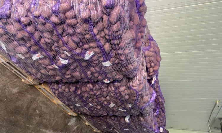 Картопля товарна Імпорт на продаж - фото № 3