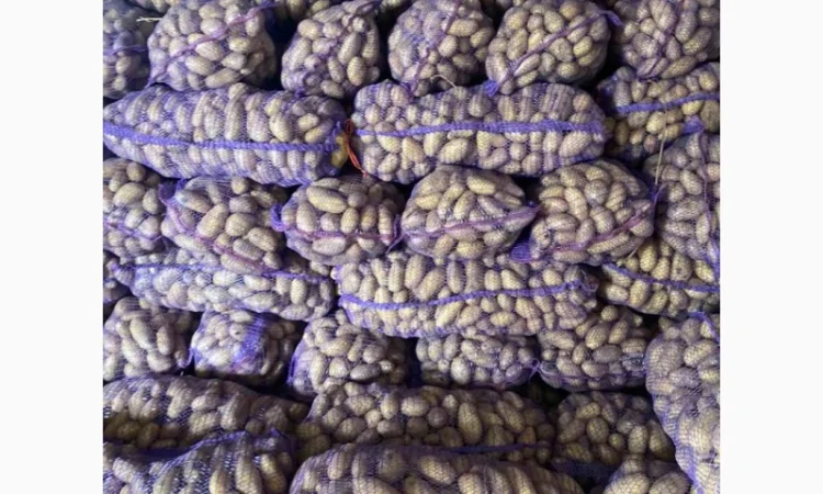 Картопля Белла Росса оптом з доставкою - фото № 1