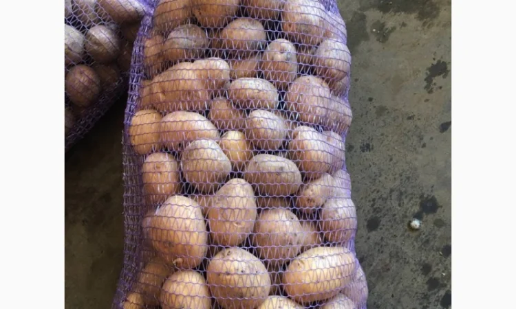 Продажа товарной картошки в сетках - фото № 1