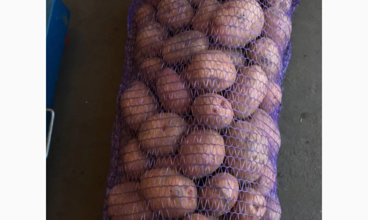 Продажа товарной картошки в сетках - фото № 2