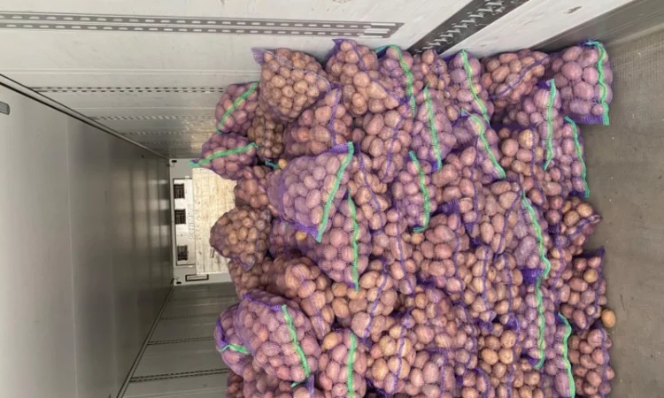 Продаж товарної картоплі з швидкою завантаженням - фото № 1