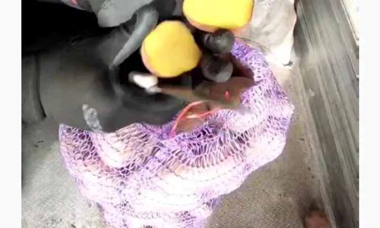 Продаж товарної картоплі з швидкою завантаженням - фото № 2