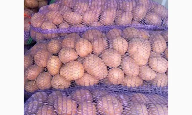 Куплю товарну картоплю Одеса - фото № 1