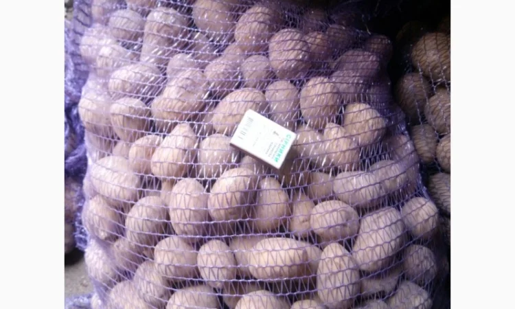 Продаю картошку семенную - фото № 2