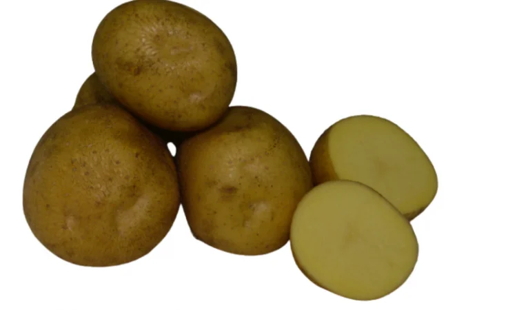 Продажа насіннєвої картоплі сорту Скарбниця - фото № 1