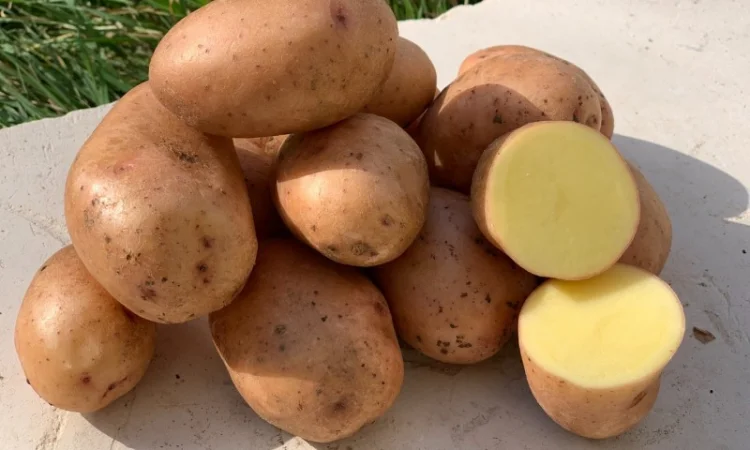 Продажа насіннєвої картоплі сорту Мирослава - фото № 1