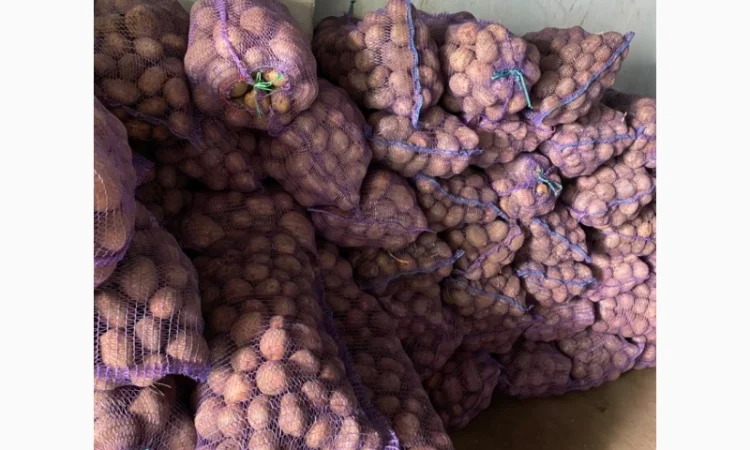 Продажа товарної і насіннєвої картоплі - фото № 1