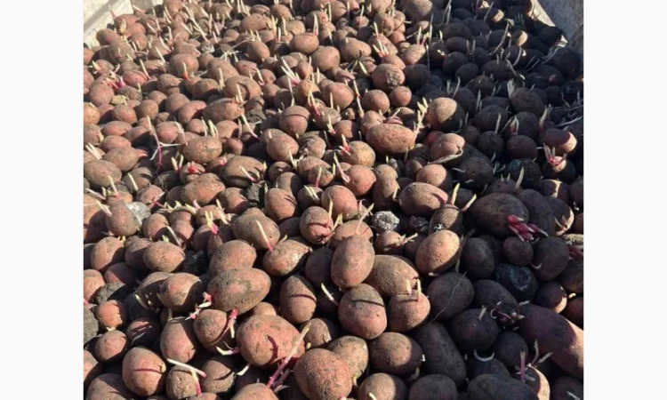 Продаж семенний картоплі Алюетт - фото № 1