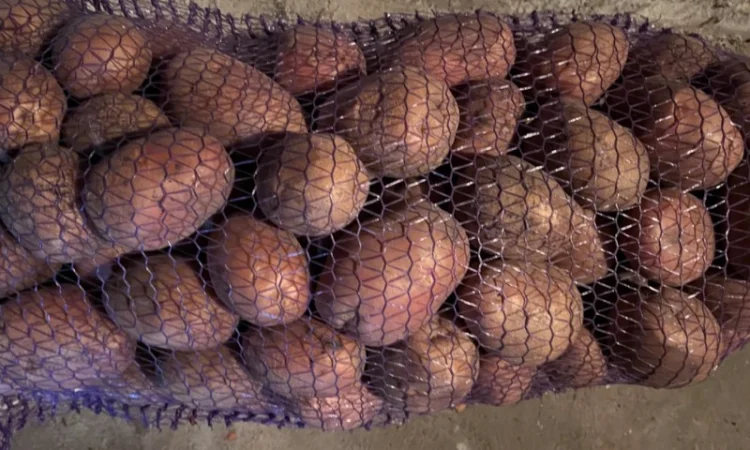 Куплю картошку разных сортов - фото № 1