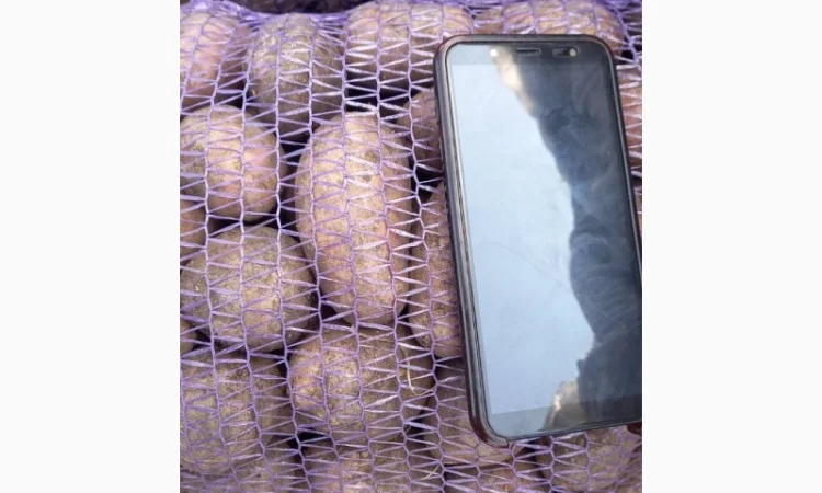 Продаю картоплю крупну і посадкову - фото № 1