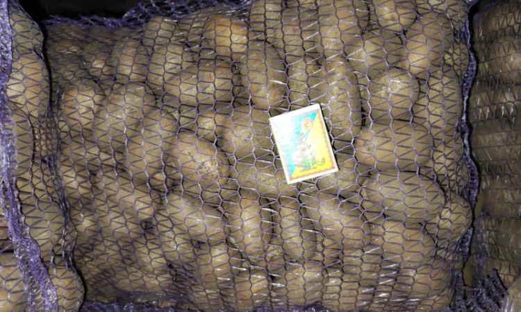 Продаю картоплю крупну і посадкову - фото № 2