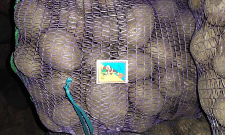 Продаю картоплю крупну і посадкову - фото № 3