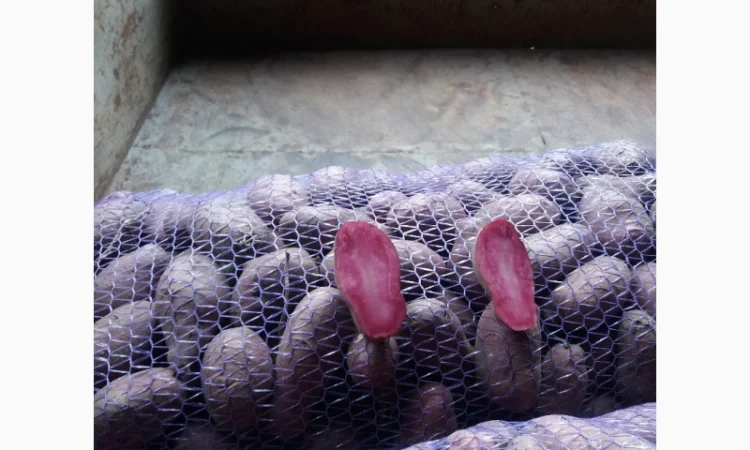 Картопля Хортиця на продаж - фото № 1