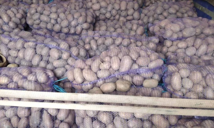 Куплю товарную картошку урожая 2024 года - фото № 4