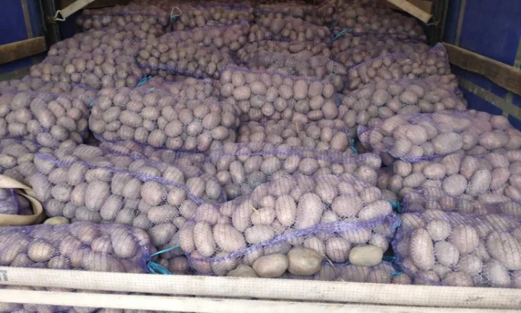 Куплю товарную картошку урожая 2024 года - фото № 6