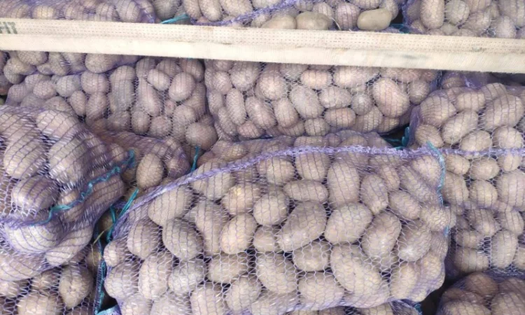 Куплю товарную картошку урожая 2024 года - фото № 7