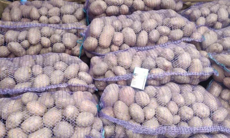 Куплю товарную картошку урожая 2024 года - фото № 8