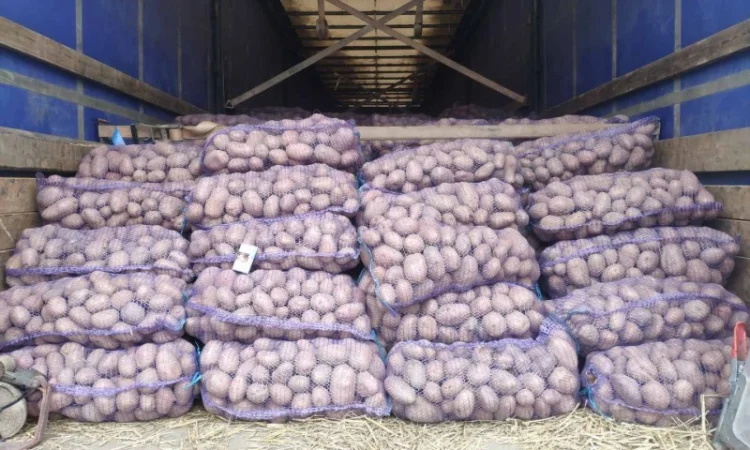 Куплю товарную картошку урожая 2024 года - фото № 1
