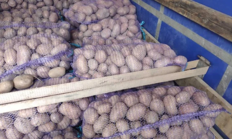 Куплю товарную картошку урожая 2024 года - фото № 3