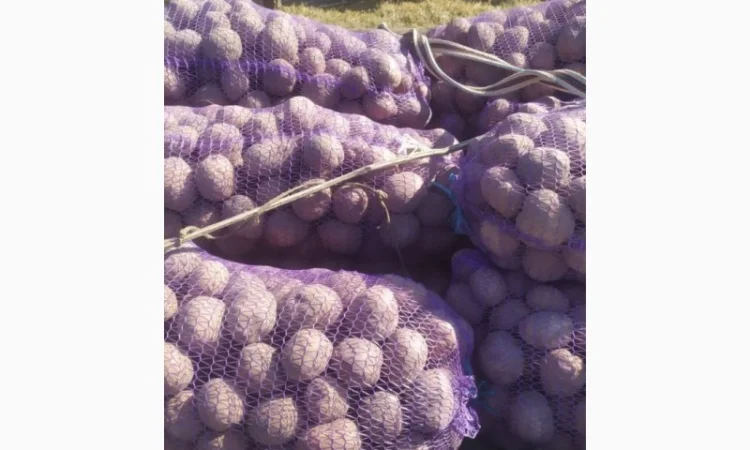 Картошка различных сортов - фото № 2