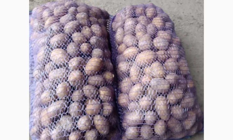 Продажа картофеля столового, фасованного в сетку - фото № 1