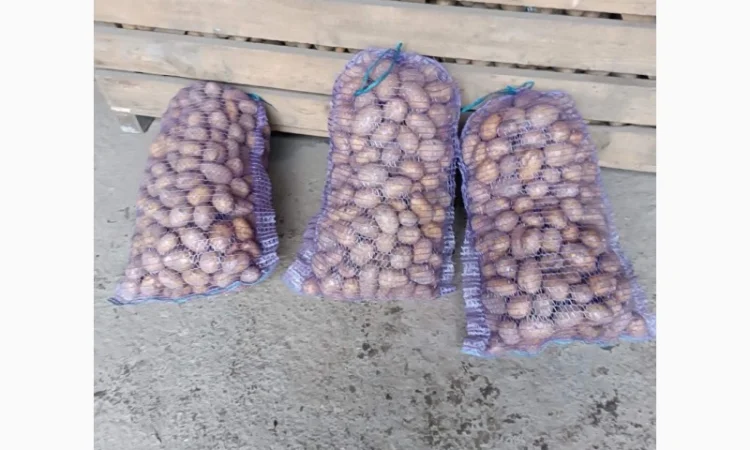 Продажа картофеля столового, фасованного в сетку - фото № 2