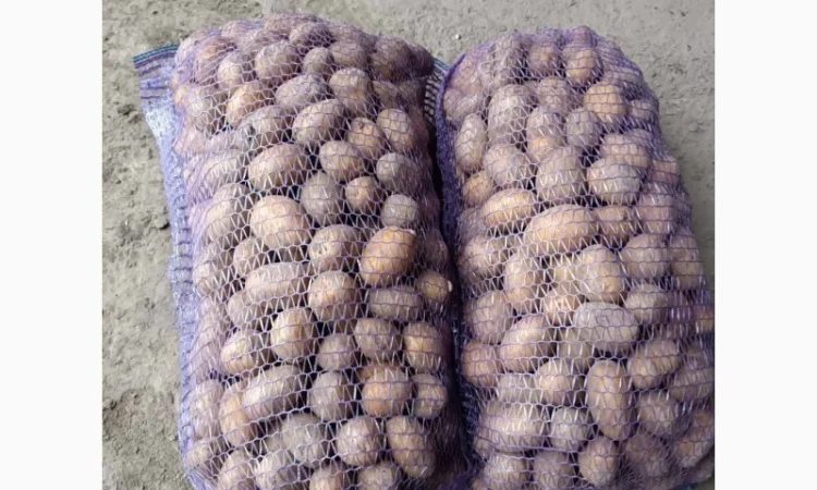 Продажа картофеля столового, фасованного в сетку - фото № 3