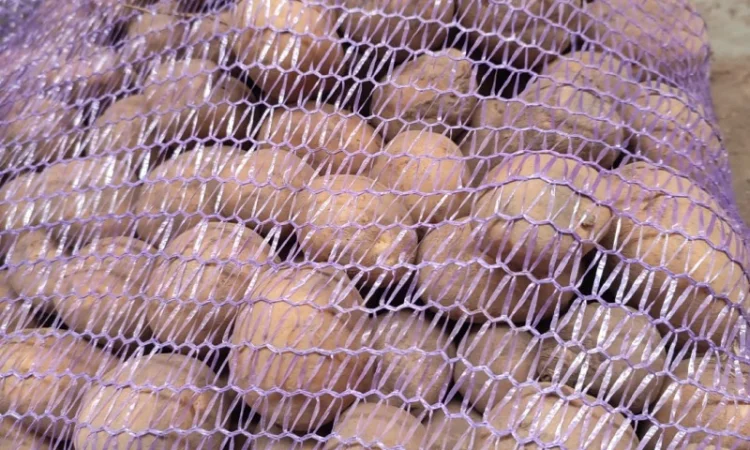 Продаж Насіння Арізона без хвороб - фото № 1