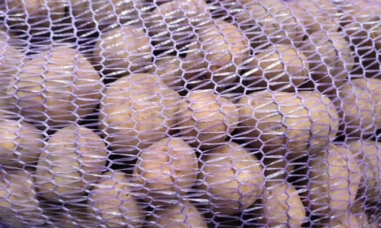 Продаж Насіння Арізона без хвороб - фото № 2