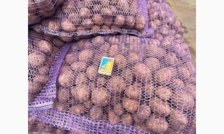 Продаж Насіння Арізона без хвороб - фото № 3