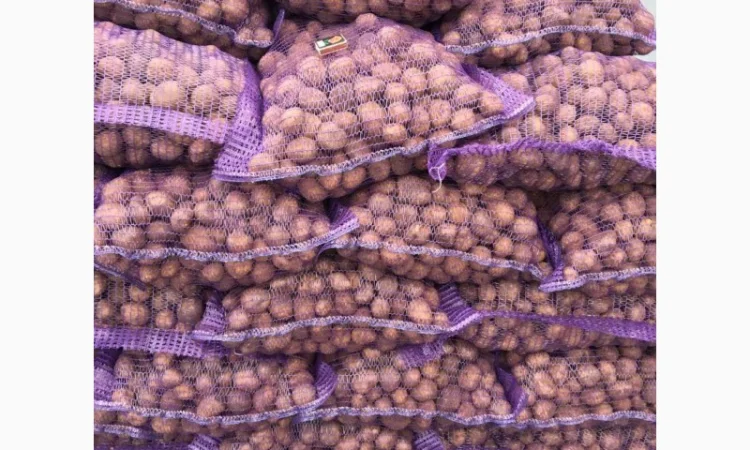 Продаж Насіння Арізона без хвороб - фото № 4