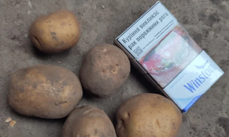 Продаж Насіння Арізона без хвороб - фото № 5