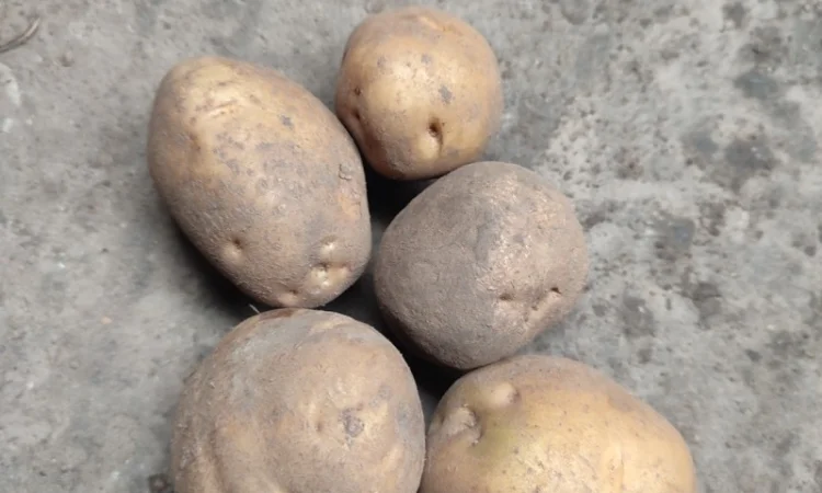 Продаж Насіння Арізона без хвороб - фото № 6