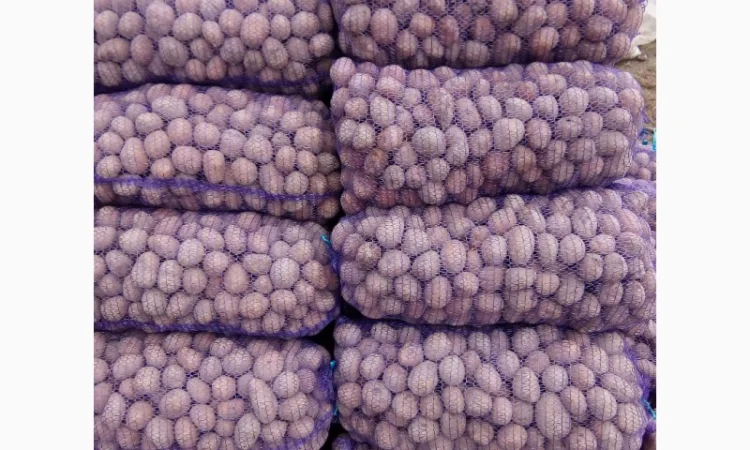 Продаж насіннєвої картоплі різних сортів - фото № 1
