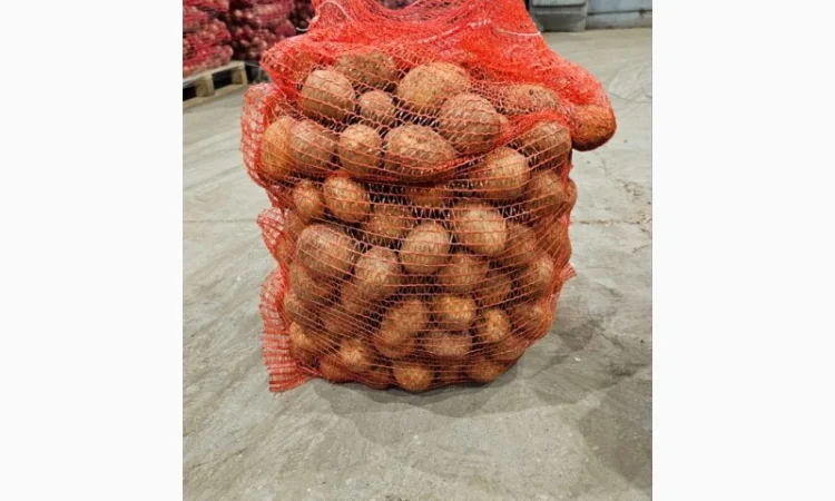 Продаж товарної картоплі 45+ (Гала) - фото № 2