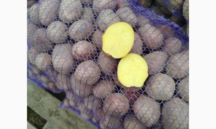 Продається картопля жовта та червона - фото № 2