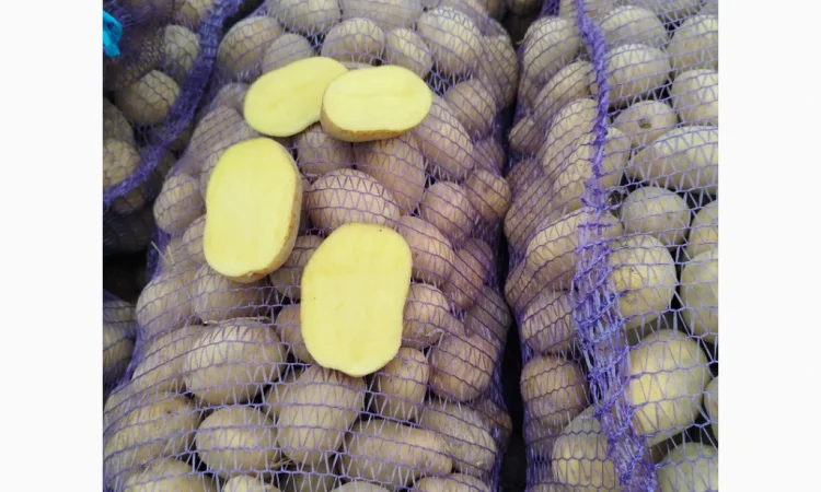 Куплю картоплю сорт Белароса, Мелоді - фото № 1