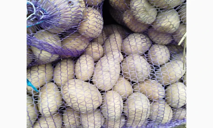 Куплю картоплю сорт Белароса, Мелоді - фото № 2