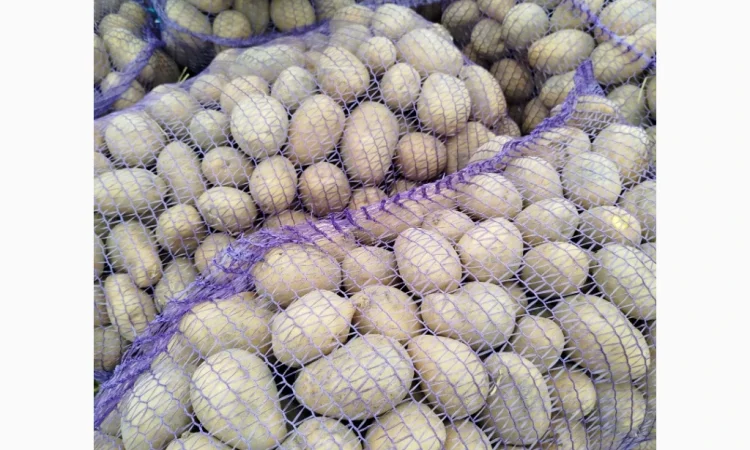 Куплю картоплю сорт Белароса, Мелоді - фото № 3